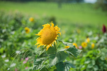 field of sunflowers