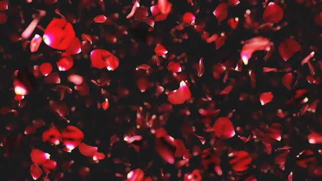 A lot of rose petals slowly falling on the black background. The defocus camera. 4K 3D loop animation
