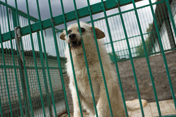 Homeless dog behind bars of a dog shelter.