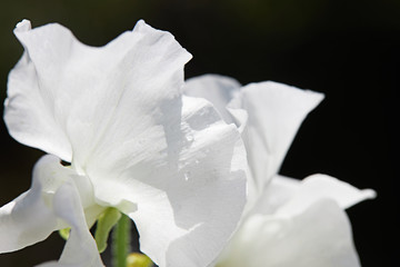Dew on the petals of a white rose. Fresh flowers in a summer cottage
