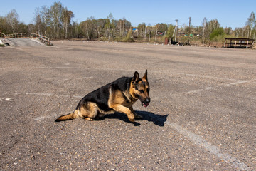 A trained German shepherd performs an exercise.