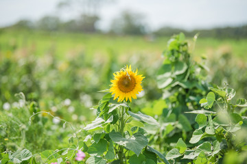 field of sunflowers in summer