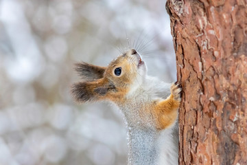 The red squirrel is sitting on the brunch at winter