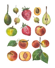 Watercolor fruit set. Juicy fruits and berries, summer mood will give your product these watercolor elements with a farmer's beds and fruit-bearing trees.