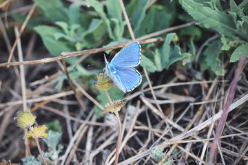 Lycaena butterflies on grass in a natural environment.