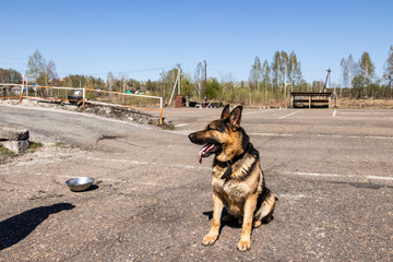 A trained German shepherd performs an exercise.