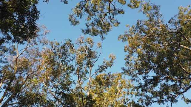 Looking up on trees under the blue sky.
