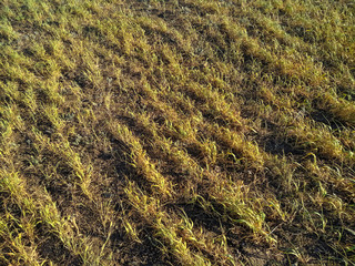 the effects of drought. dried wheat or barley plants on a farm field.