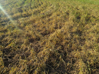 Fototapeta premium the effects of drought. dried wheat or barley plants on a farm field.