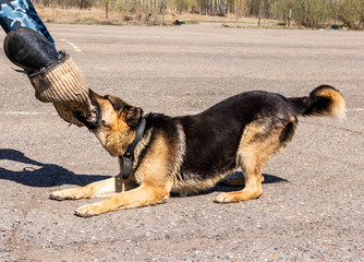 A trained German shepherd performs an exercise.
