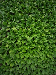 Seedlings of vegetables in a film greenhouse.