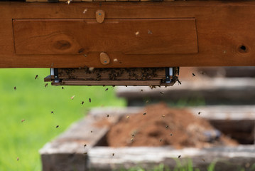 Top bar bee hive with swarming bees