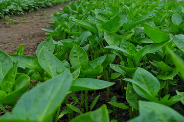Seedlings of vegetables in a film greenhouse.