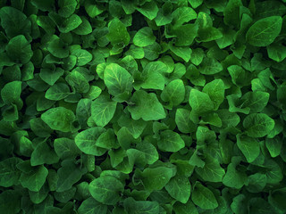 Fototapeta premium Seedlings of vegetables in a film greenhouse.
