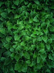 Seedlings of vegetables in a film greenhouse.