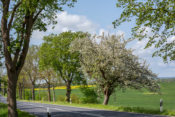 Rural Landscape In North Germany