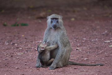 mother feeding baby african baboon sitting on the red gravel road 