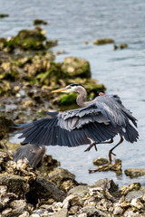 great blue heron