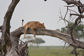 portrait of old lioness rest after hunting on tree east Africa national park selective focus