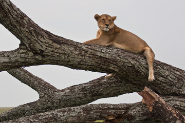 lioness rests on the tree