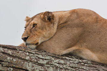 lioness close up portrait after hunting in east Africa Serengeti national park 