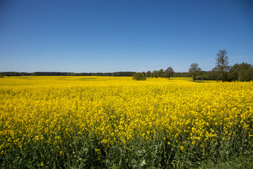 Fototapeta premium Yellow Flowering Rape Fields In Germany
