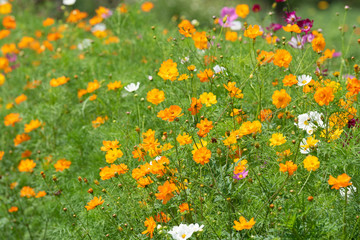 field of cosmos flowers yellow, orange and colourful. bee friendly garden