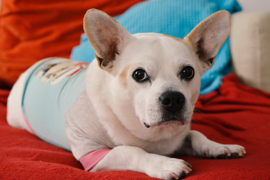 Serious Dog Looking At You While Laying On A Red Couch.