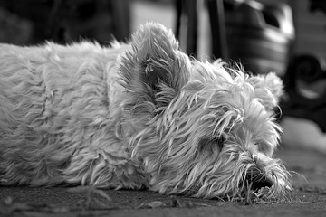 black and white sleeping dog