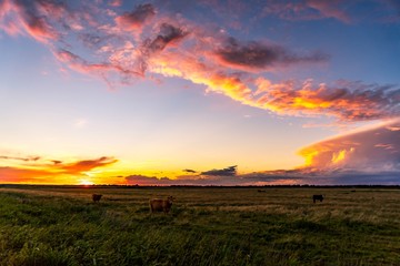 sunset over fields with cows farm
