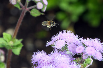 bee on a flower.