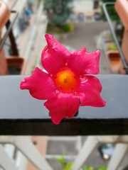 red rose on the street.