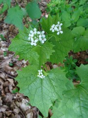 Knoblauchsrauke Blüte