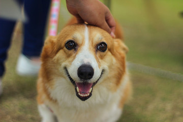 Hand Petting A Smiling Dog In A Park