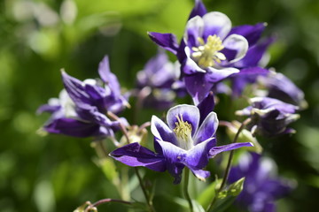 Fototapeta na wymiar Macro shot of blue petals, in bright sunlight, against blurred green background