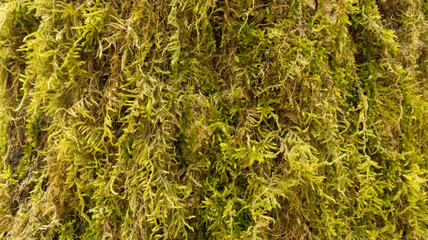 perennial gray-green moss on a tree