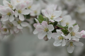Blooming Apple tree. Green. Lots of greenery. Spring. Summer. Apple blossoms. Apples. Apples in bloom. Budding Apple trees. Flowers.