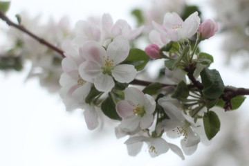 Blooming Apple tree. Green. Lots of greenery. Spring. Summer. Apple blossoms. Apples. Apples in bloom. Budding Apple trees. Flowers.