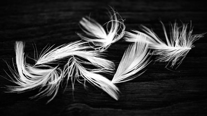 Fototapeta premium Plumes