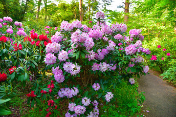 シャクナゲ　神宮徴古館シャクナゲ園　伊勢市