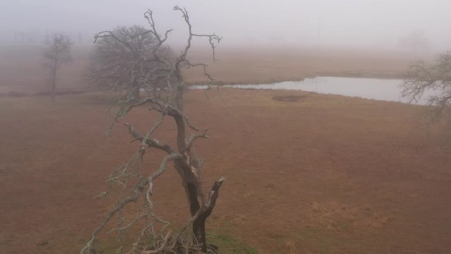 A Dead Tree in a Pasture by a Pond, Bryan, Texas, USA