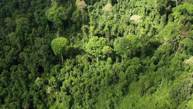 Backward shot of Aerial view of Asia rainforest. Flight over the jungle by Drone. Day time. Video of nature.