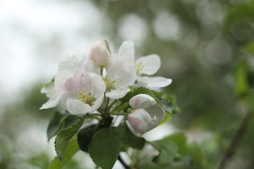 Blooming Apple tree. Green. Lots of greenery. Spring. Summer. Apple blossoms. Apples. Apples in bloom. Budding Apple trees. Flowers.