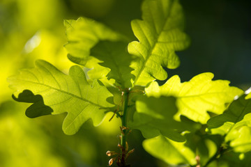 frische Blätter des Eichenbaums im Frühjahr leuchten im Sonnen Gegenlicht in hellen Grüntönen.