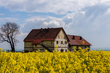 Fototapeta na wymiar Abandoned house on a rapeseed field