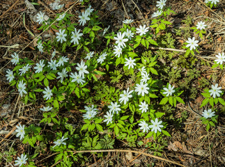 white flowers in early spring in the forest