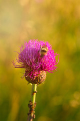 Bumblebee on a flower. Insect collects pollen