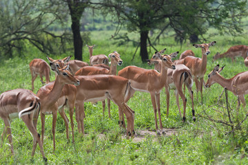 Naklejka na ściany i meble Antelopes green grassland wet season 