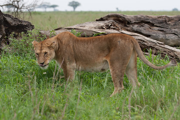 old lioness rest after  hunting in savanna grassland east Africa national park wet season