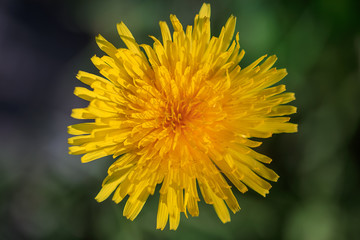 Dandelion flower close-up